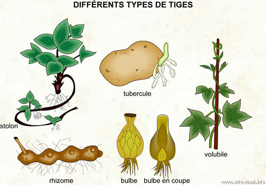 Différents types de tiges (Dictionnaire Visuel)